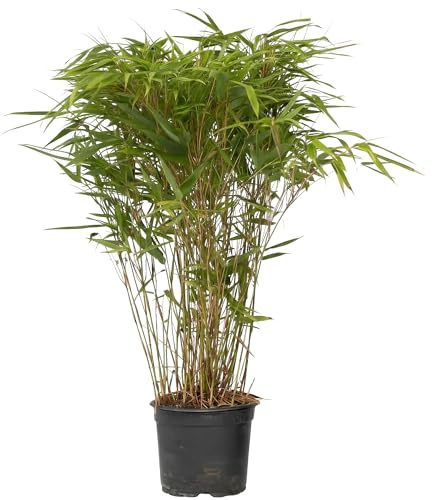 GardenersDream 2x Fargesia Nitida Gansu Bambus – Winterharter Immergrüner Gartenbambus – Nicht Invasiv Horstig Sichtschutz – Dunkelviolette Halme für Garten & Kübel (40-60 cm, inkl. 17cm Topf)