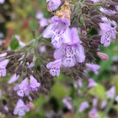 6 x Kleinblütige Bergminze 'Blue Cloud' - Calamintha Nepeta 'Blue Cloud' Topf 9x9cm: Blaue Blüten, aromatisches Laub, bienenfreundlich.