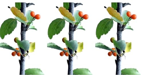 3 Plantas natural Celtis Australis. Almez. 20-30 cm. En cepellón. Plantar esta planta ofrece sombra densa, resistencia a sequías, mejora del suelo, bajo mantenimiento y atractivo paisajístico.