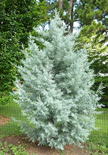 10 Samen der Arizona-Zypresse Glabra Blue Ice Cypress