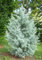 10 Samen der Arizona-Zypresse Glabra Blue Ice Cypress