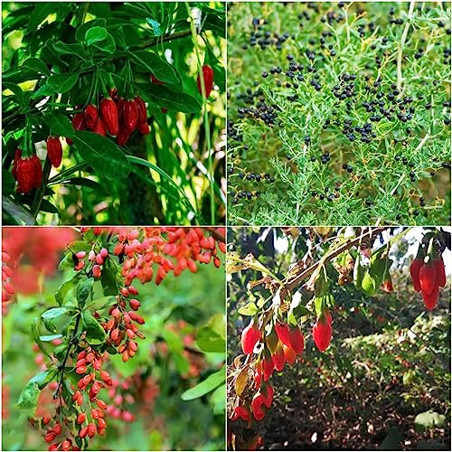 30 pcs goji beeren samen - kräuter samen pflanztöpfe steingartenpflanzen winterhart Lycium chinense,Wolfsbeere Wolfsbeeren,Gojibeere hochbeet balkon deko pflanze kräutersamen gartenarbeit