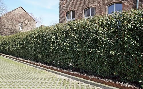 25st. Portugiesischer Kirschlorbeer 130-160cm XXL Super Buschig als kräftige Topfware Kirschlorbeer Prunus lusitanica 'Angustifolia' Lorbeer Gartenhecke Sichtschutz