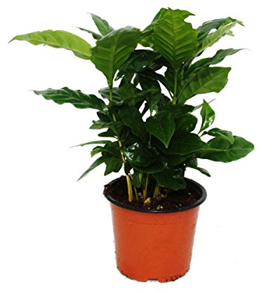 Exotenherz - Kaffee Pflanze (Coffea arabica) 1 Pflanze - Zimmerpflanze