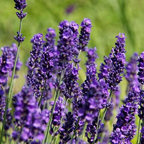 6 x Lavandula Angustifolia 'Hidcote' - Lavendel Hidcote Blue Topf 9x9cm