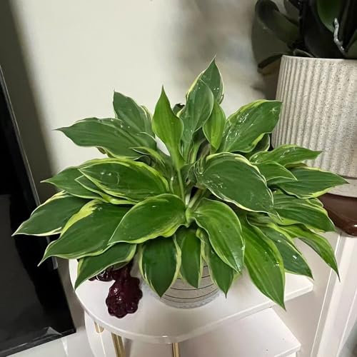 50 Pcs Funkien Pflanze Samen, Hosta Pflanze, Kleine Geschenke, Balkon Blumen, Hosta Plantaginea, Gartendeko Für Draußen Frühlingsblumen Steingartenpflanzen Winterhart Hochbeet Samen