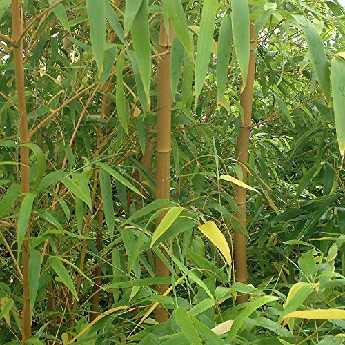YouGarden - 2 x Yellow Bamboo (Phyllostachys) Plants 80-100cm Tall - Pair in 2L Pots Ready to Plant Out - Grow Your Own Bamboo in Gardens or Patios