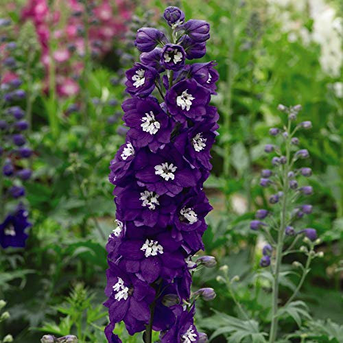 Delphinium ‘Dark Blue and White Bee’, Hardy Perennial 24 Plug Plants by Thompson and Morgan (24)