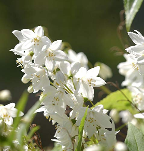 Kleine Deutzie Maiblumenstrauch 20-30cm - Deutzia gracilis - lebende Gartenpflanze aus den Baumschulen