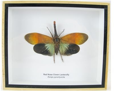 Echte exotische riesige Käfer, Insekten und Krabbler im Schaukasten - Insekten - Taxidermie (Red Nose Clown Lanternfly, XL)