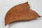 Naturesco Dekorative Holzschale in Blattform - 16 cm