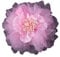 Kabelife Rose Brosche Blume Ansteckblume Groß Blume Haarspange Haarblume Kopfschmuck Haarschmuck Boutonniere Handgelenksblume für Party Strand Hochzeit(Pink)