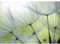 Runa Art Fototapete Pusteblumen 352 x 250 cm Vlies Tapeten XXL Moderne Wandtapete Wohnzimmer Schlafzimmer Grün 9002011a