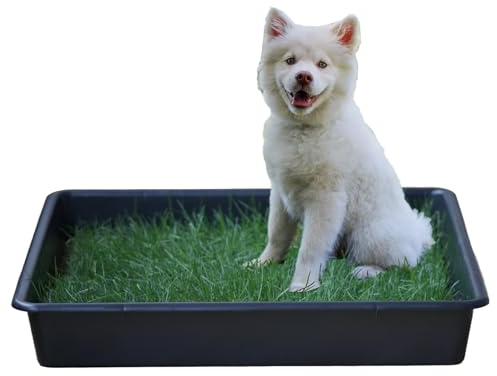 PetGround Empapador Ecológico para Perros, Alfombrilla de Césped Natural, Inodoro, Reutilizable, Caja Impermeable, Pack XXL (80cm x 80cm)