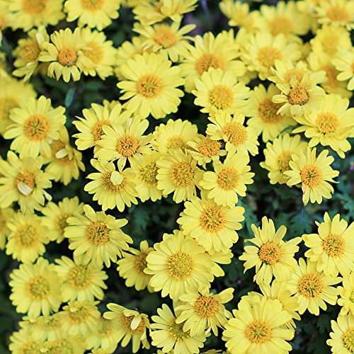 Aster Samen|Gelb Blumensamen Pflanzen|Bodendecker Winterhart MehrjäHrig/Nachhaltige Geschenke/Balkon Pflanze|FrüHlingsblumen-500 StüCk