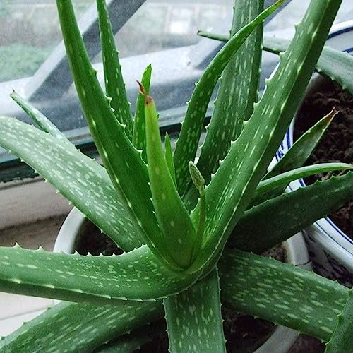 50 Pezzi Semi Di Aloe Vera Biologici, Piante Da Balcone Resistenti Perenni Piante Grasse Vere, Piante Da Contenitore Resistenti, Semi Di Piante Succulente, Piante Da Appartamento Semi