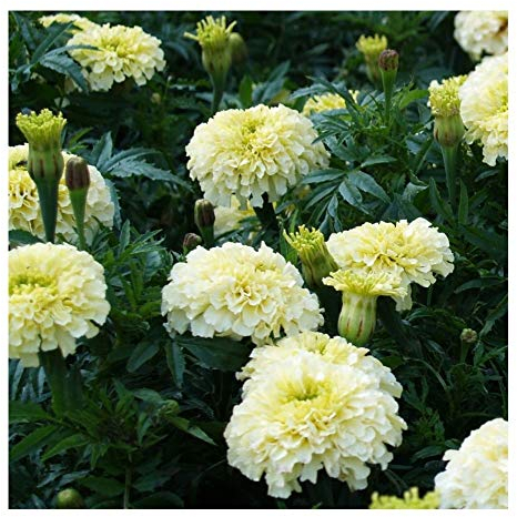 PREMIER SEEDS DIRECT - African Marigold - Kilimanjaro - 90 Flower Seeds