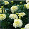 PREMIER SEEDS DIRECT - African Marigold - Kilimanjaro - 90 Flower Seeds