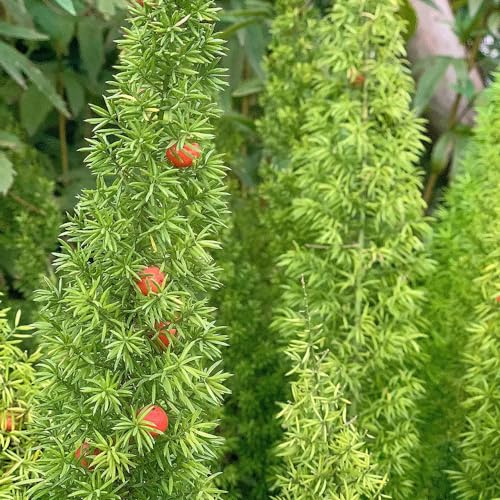 300 Pcs Zierspargel Pflanze Samen - Fuchsschwanz Farn - Winterharte Kübelpflanzen, Exotische Pflanzen Winterhart, Asparagus Densiflorus, Immergrüne Winterharte Sträucher, Hängepflanze