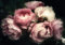ForWall - Vlies Fototapete Blumen Vintage Pfingstrose Rosen schwarz 312x219 cm - Fototapeten - Tapeten - für Wohnzimmer Schlafzimmer - Vliestapete Wandtapete Tapete 3D Effekt- inkl. Kleister