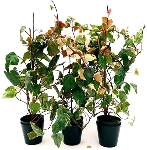 POWERS TO FLOWERS - EDERA DI MARENGO, EDERA RAMPICANTE, 3 PIANTE, piante vera