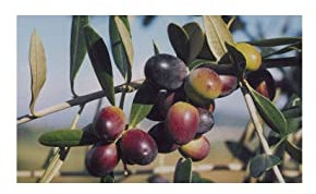 Pianta di Olivo Leccino 3 anni