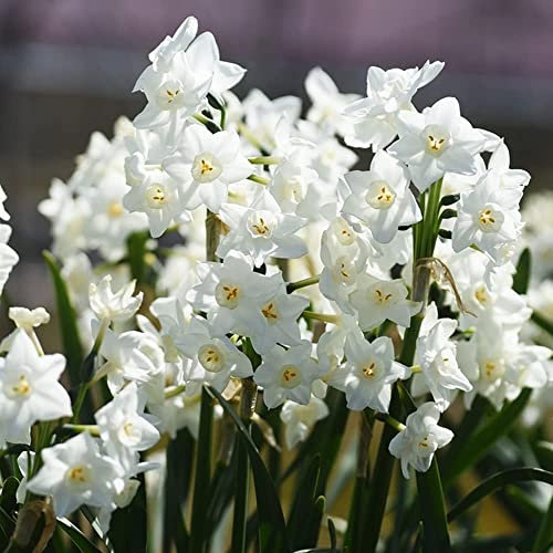 Bulbi Narcisi Di Fiori Perenni Resistenti Bulbi Ornamentali Fiori Decorativi Freschi Decorazioni Da Giardino Per Esterni Piante Resistenti Per Fiori Da Giardino 6 Bulbi Di Narciso (Bianco)