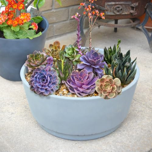 Echeveria Succulent Collection – Easy Care Indoor Plants – Drought Tolerant – Colourful Rosette Mix – Set of 4 Jumbo Plugs by Thompson and Morgan