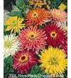 300 Semillas Burpeeana mezcla cactus gigante FLORECIDA Zinnia Elegans de flores