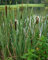 Lincolnshire Pond Plants Ltd - Marginal Aquatic Pond Plant - (Typha Angustifolia) - 9cm