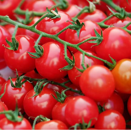 Cherry-Tomate Kirsch-Tomate 25 x Samen aus Portugal 100% Natur (Ohne Chemie) Massenträger mit vielen Früchten (1000 Samen)