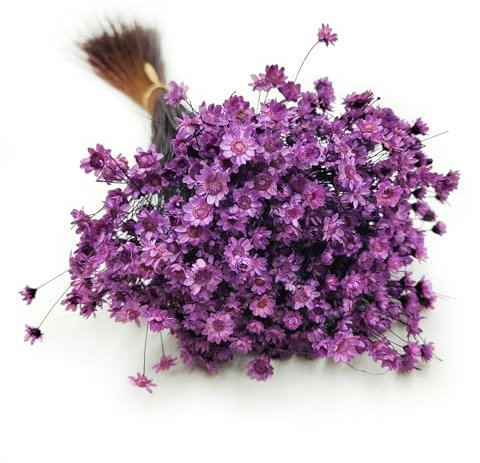 Enchanted Trockenblumen Dekogras Glyxia Comanthera Getrocknetes Gras Ziergras Natürlich Deko Lavendel