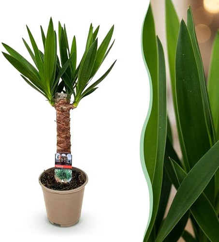 Yucca elephantipes - Yucca - Pflegeleicht - Grün - 45-55cm - Ø14cm - Zimmerpflanze - Immergrün