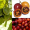 10 Stück Tamarillo Samen (exotische Baumtomate, Cyphomandra betacea, frische gesunde Samen, Gemüse, Obst), Versand aus Deutschland