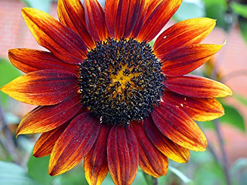 100 Samen rot, bronze blühenden Sonnenblume der Sorte Herbstschönheiten mit viele bunte Blüten, Sonnenblumensamen lat. Helianthus, Saatgut mit rot-orangenen Blüten, Bienenmagnet Sonnen Blumen