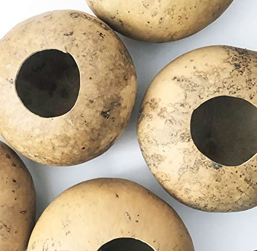Bushel Basket Gourd Seeds (Lagenaria siceraria) 10 Seeds (3 g) - Huge Gourds for Crafts by Smoke Camp Crafts