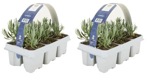 Bloomique - 2er - Set - Lavandula Angustifolia 'White' - Lavendel - Winterhart - Balkonpflanzen - Duftend - Höhe 10-20 cm - Wurzelballen 6 cm