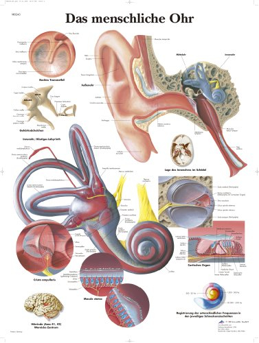 3B Scientific – Laminierte Menschliches Ohr Tafel – UV- & Staubgeschütztes Anatomieposter für Studium, Lehre & Kliniken