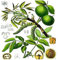 (5) inglese noce, Juglans regia SEMI Tree - Eccellente albero di ombra