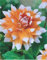 Schmuck Dahlie Megastar Knolle Blumenzwiebeln (1)