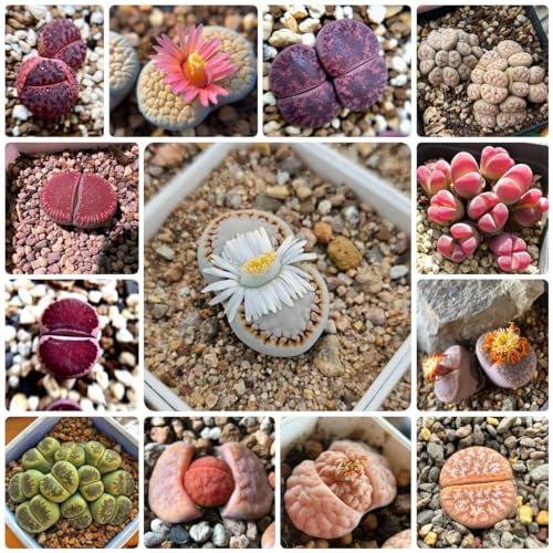400 Pcs Lithops Lebende Steine Samen - Mini Pflanzen Echt, Indoor Plants Sukkulenten Samen, Succulent, Pflanzen Züchten Winterharte Kübelpflanzen, Plant Seeds Sukkulenten Samen Zimmerpflanzen
