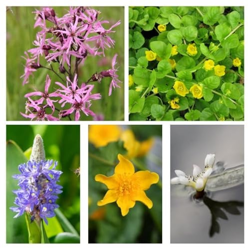 Nurseryman’s Choice Miniature Pond Selection (Deep Water) – Compact Aquatic Plants for Small Ponds, Provides Shade & Wildlife Cover, Removes Excess Nitrate, 1X 1 Litre Pot by Thompson and Morgan