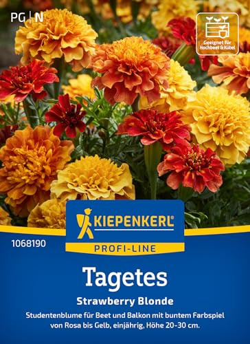 Kiepenkerl Tagetessamen Strawberry Gold 1068190, Sommerblumensaat | Studentenblume für Beet und Balkon mit buntem farbspiel, einjährig