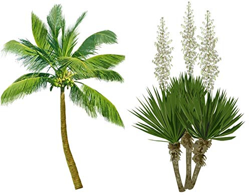 Frostharter Mix 6 Arten je 10 Samen von Palmen Yucca Samen