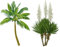 Frostharter Mix 6 Arten je 10 Samen von Palmen Yucca Samen