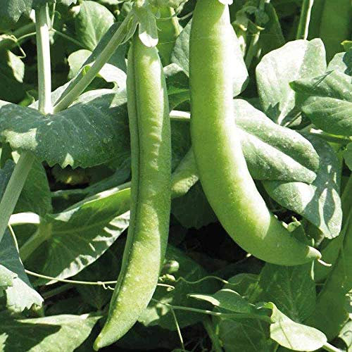 Pea ‘Eddy’ (Pisum sativum) Hardy Annual 1 Packet (300 Seeds) by Thompson and Morgan
