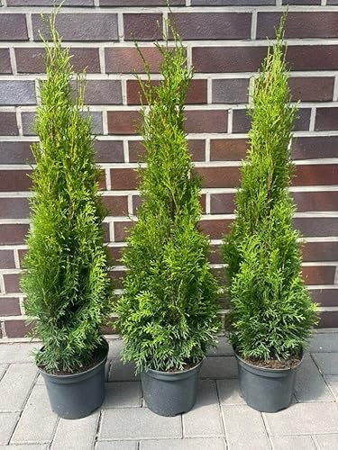 15x Thuja Smaragd 120–150 cm im Topf | Immergrüne Lebensbaum Heckenpflanzen | winterhart & schmal | Sichtschutz sofort pflanzbar
