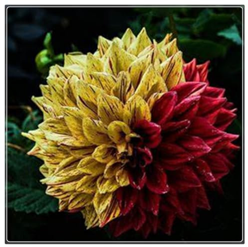 2 knollen-Dahlien Zwiebeln,Winterhart Mix Dahlienknollen,Dahlien Zwiebeln Winterhart,Dahlien Knollen Winterhart,Dahlien Knollen GroßBlumig,Winterhart MehrjäHrig-B