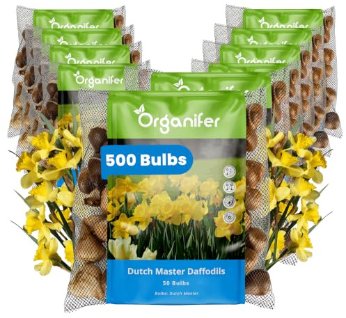 Bulbes Narcisses Dutch Master 500 Bulbes - Organifer | 500 Bulbes De Narcisses 12/14 Cm Pour Une Floraison Jaune Généreuse Au Printemps.