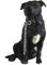 Leonardo Black Staffordshire Bull Terrier Walkies ornament figurine